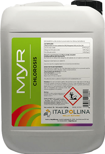 myr_clorosis_b