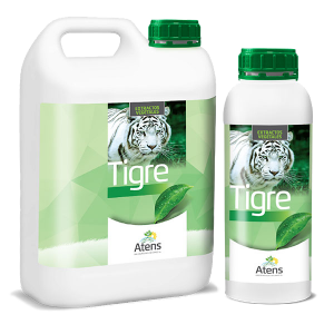 Tigre