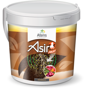 Asir Fruit